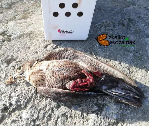 Un dron mata a un halcón peregrino en Getxo