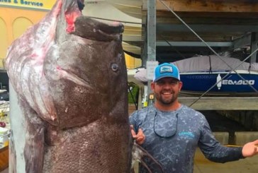 El mero más viejo jamás pescado en EE UU tenía 50 años y era enorme