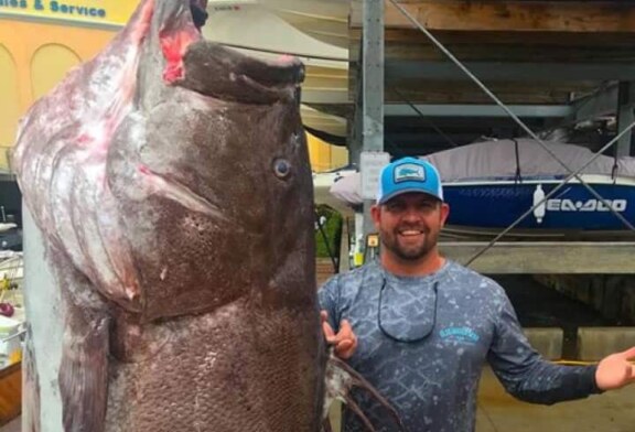 El mero más viejo jamás pescado en EE UU tenía 50 años y era enorme
