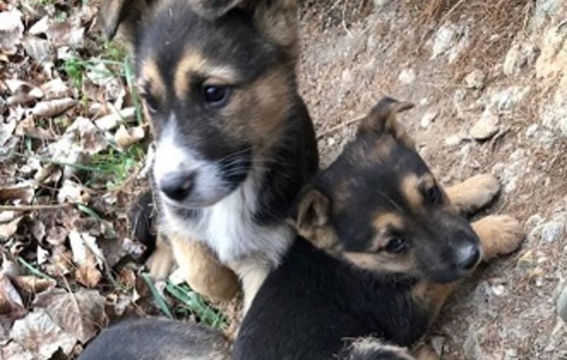 Más abandonos con la nueva Ley de Protección Animal en La Rioja