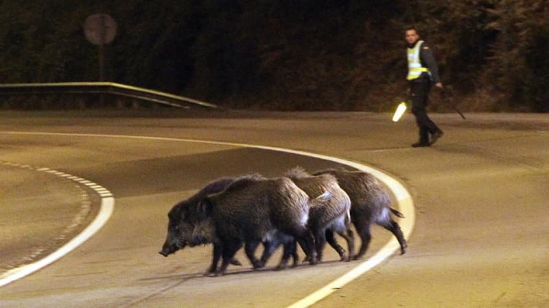 Los accidentes provocados por jabalíes se disparan un 82% en Lugo en dos años