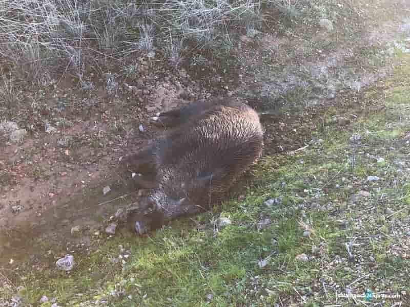 Herida una motorista de 47 años al chocar con un jabalí