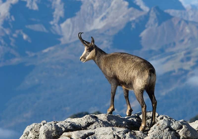 Caza de montaña