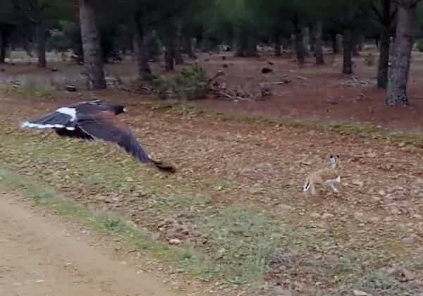 El anteproyecto de Ley de Bienestar animal de España limita la práctica de la cetrería