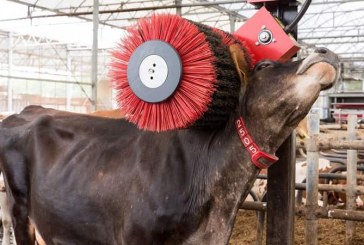 El director de Protección Animal de Iglesias defiende que el hombre le «roba» la leche a las vacas