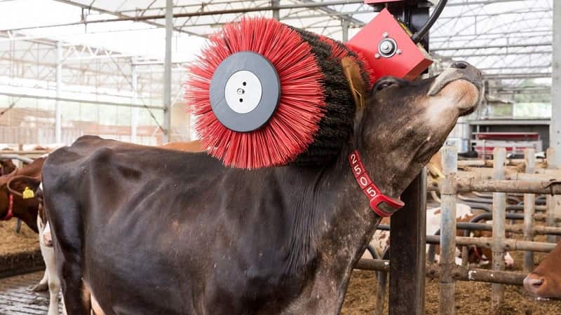 El director de Protección Animal de Iglesias defiende que el hombre le «roba» la leche a las vacas