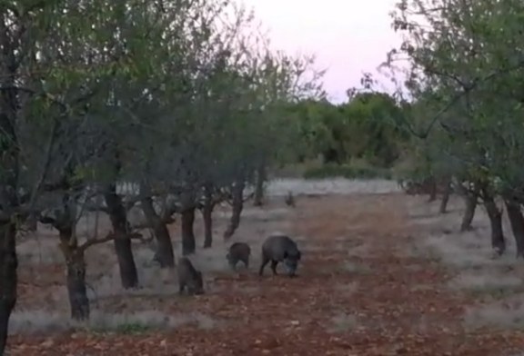 La Rioja. Piden ayuda para combatir el exceso de fauna: «Queremos cazar y no nos dejan»