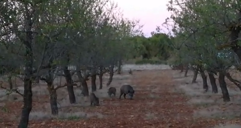 La Rioja. Piden ayuda para combatir el exceso de fauna: «Queremos cazar y no nos dejan»