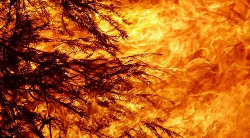 Infierno de fuego en Australia. Los ecologistas también tienen culpa