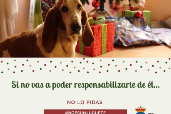 Campaña navideña de la RFEC para fomentar la tenencia responsable de perros