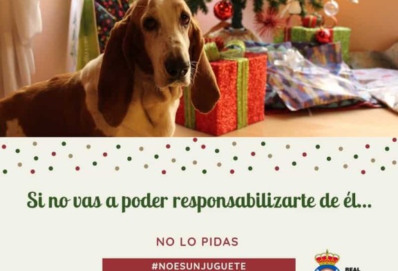 Campaña navideña de la RFEC para fomentar la tenencia responsable de perros