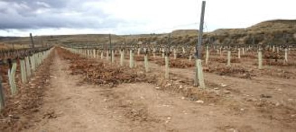 Navarra. Agricultores y cazadores reclaman a Medio Ambiente que facilite la caza para luchar contra los daños agrícolas