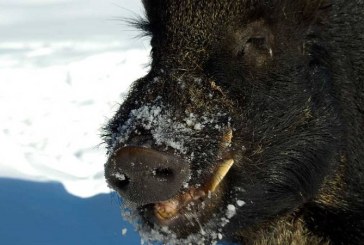 El jabalí, Una plaga con riesgos para las personas