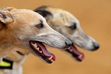 Ahora que vamos de galgos, vamos a contar mentiras…