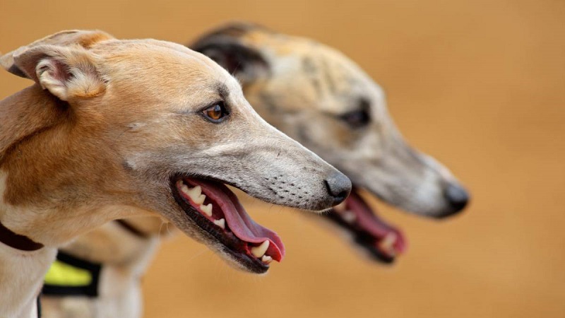 Ahora que vamos de galgos, vamos a contar mentiras…