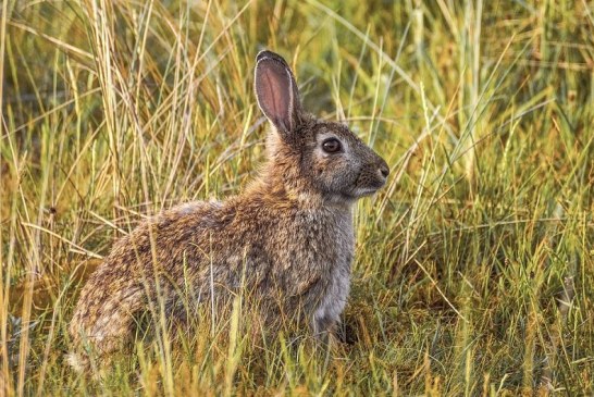 Grito agónico ante la sobrepoblación de la fauna cinegética en Navarra: «Muchas veces dan ganas de llorar»