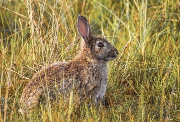 Grito agónico ante la sobrepoblación de la fauna cinegética en Navarra: «Muchas veces dan ganas de llorar»