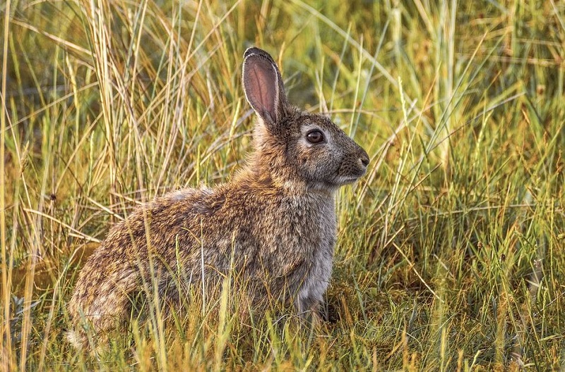 Grito agónico ante la sobrepoblación de la fauna cinegética en Navarra: «Muchas veces dan ganas de llorar»