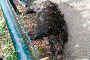 Susto en Lesaca: un jabalí desciende desde una batida al pueblo y hiere a una mujer en la pierna