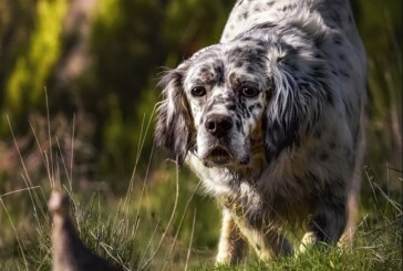 Comienza en marzo la tercera edición del curso de adiestrador de perros de caza