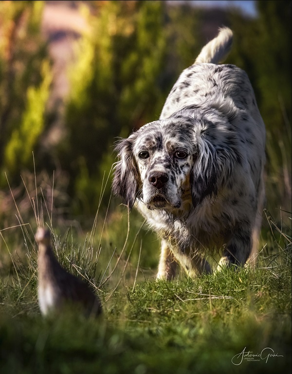 Comienza en marzo la tercera edición del curso de adiestrador de perros de caza