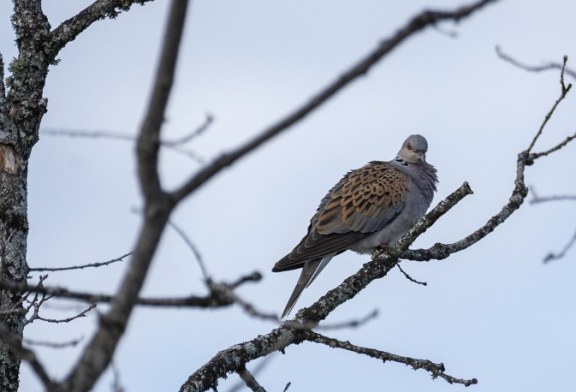 ¿Dónde está el GPS de las palomas y tórtolas?