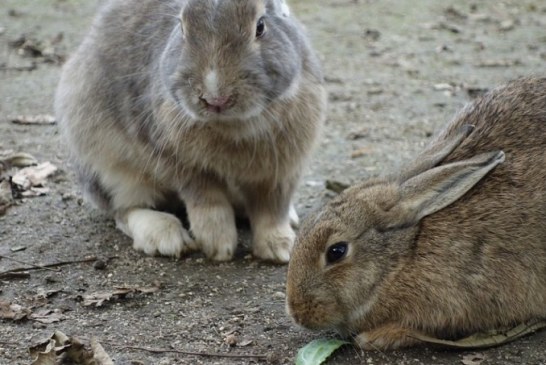 Una plaga de conejos arrasa fincas de cereal durante años en Burgos