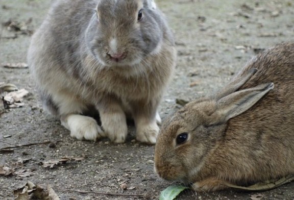 Una plaga de conejos arrasa fincas de cereal durante años en Burgos