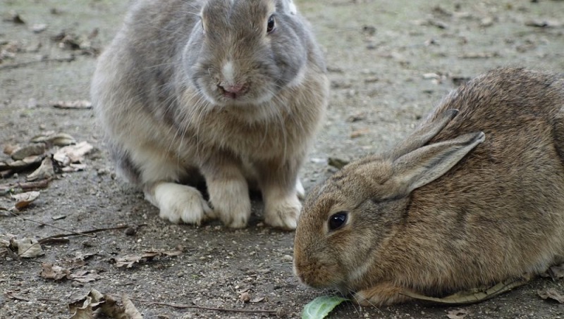 Una plaga de conejos arrasa fincas de cereal durante años en Burgos