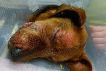 Investigan en Navarra un posible virus contagioso entre perros en un jabalí