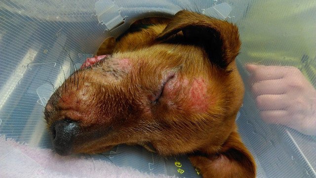 Investigan en Navarra un posible virus contagioso entre perros en un jabalí