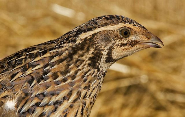 Seo/Birdlife inicia una campaña para suspender la caza de la codorniz