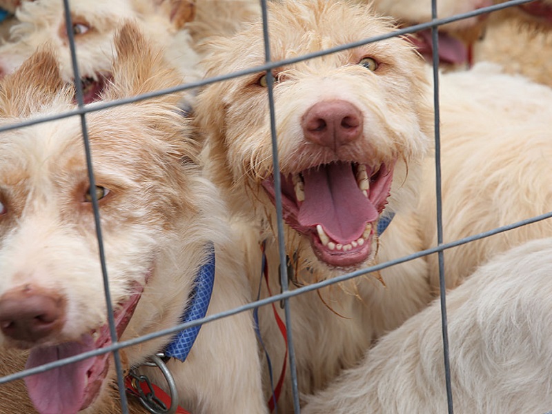 El sector de la caza se defiende: “Solo el 12% de los perros que se abandonan son de cazadores”