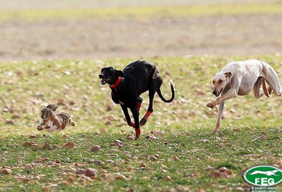 “Ocho galgos en 2019”: el SEPRONA, de nuevo, desmonta la mentira animalista sobre los galgos abandonados por cazadores