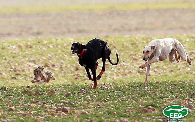 “Ocho galgos en 2019”: el SEPRONA, de nuevo, desmonta la mentira animalista sobre los galgos abandonados por cazadores