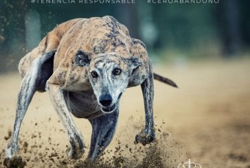 El Parlamento Europeo rechaza una petición animalista sobre el supuesto maltrato animal de galgos