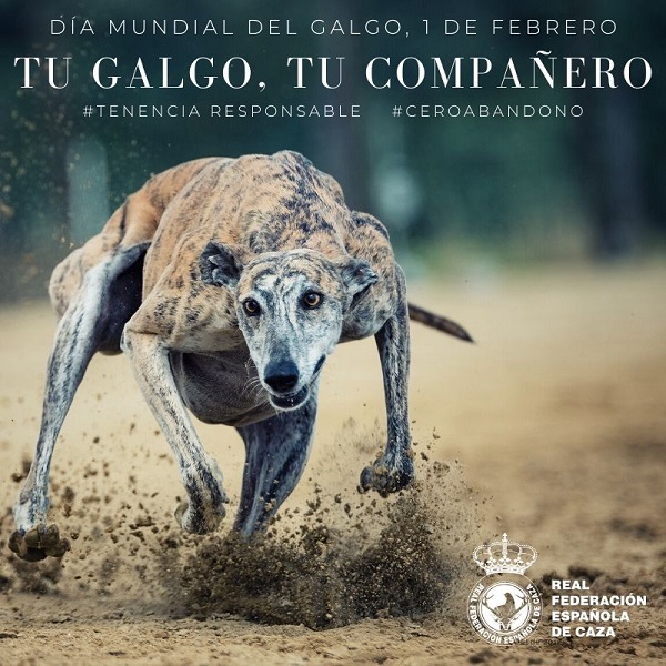 El Parlamento Europeo rechaza una petición animalista sobre el supuesto maltrato animal de galgos