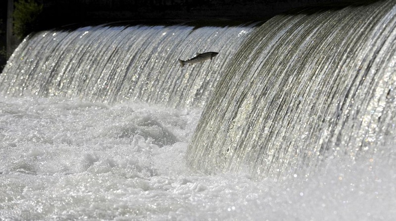 Salmón y altas temperaturas