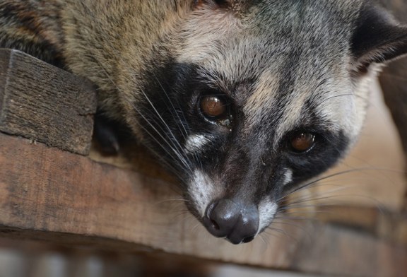 Coronavirus y fauna silvestre