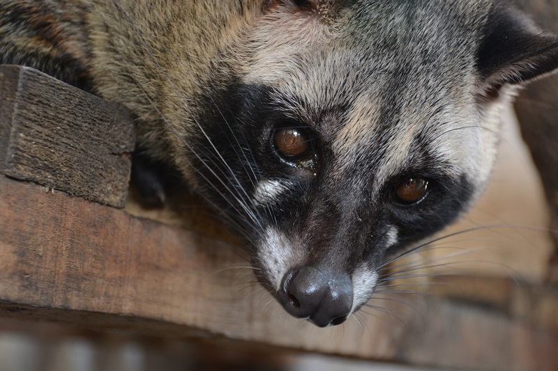 Coronavirus y fauna silvestre