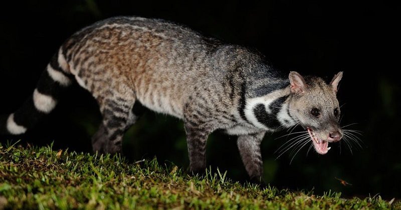 Reapareció en la India una civeta, animal que se creía extinto desde hace 30 años