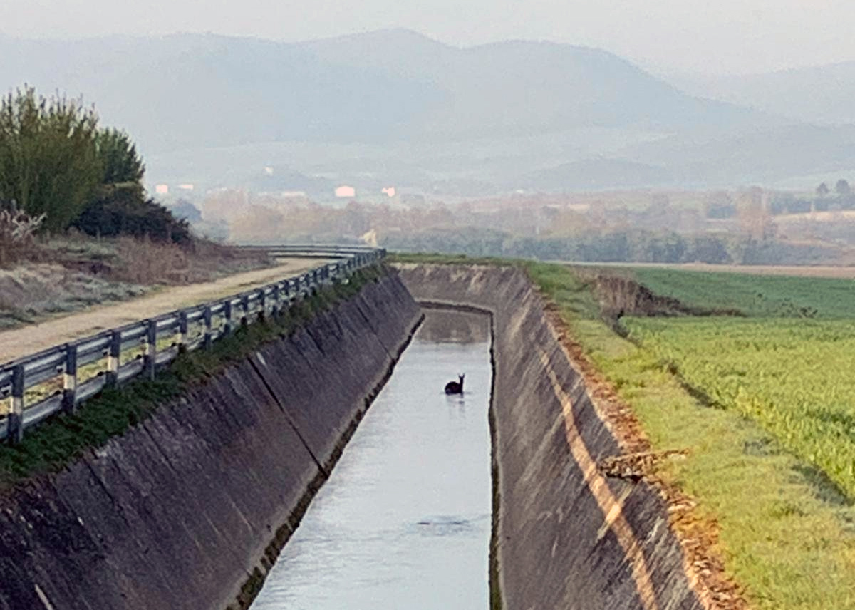 Dos ertzainas se lanzan al canal de Argomaniz para intentar salvar a un corzo