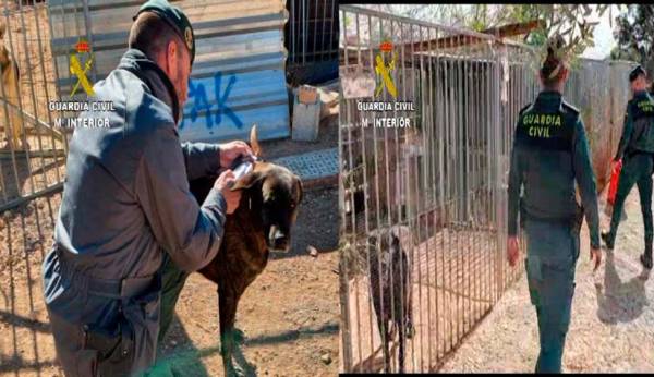 Detenida la dueña de una protectora de animales por la muerte de casi 500 animales