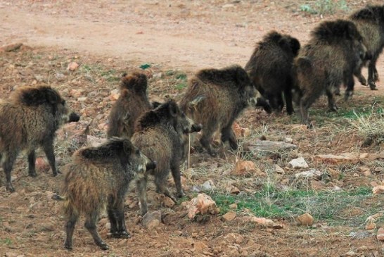 Detectados dos jabalís afectados por la enfermedad de Aujeszky en Francia