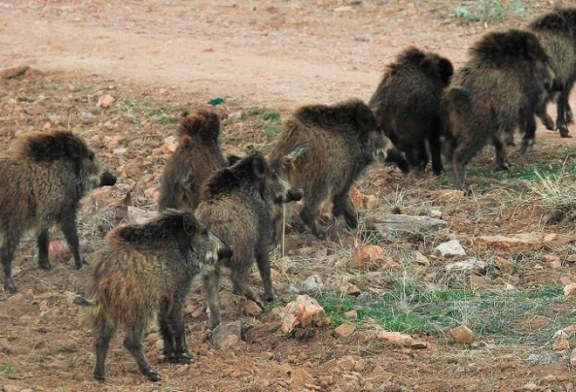 Detectados dos jabalís afectados por la enfermedad de Aujeszky en Francia