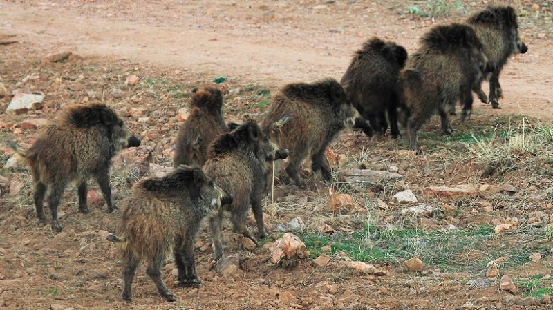 Detectados dos jabalís afectados por la enfermedad de Aujeszky en Francia