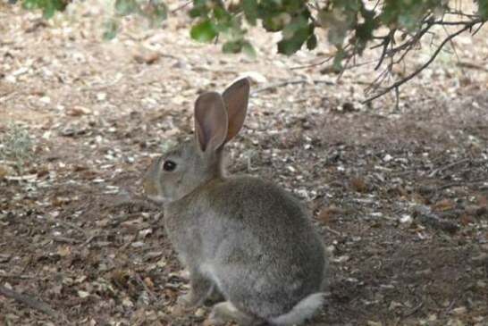 Castilla-La Mancha permite la caza desde este lunes y durante el estado de alarma por la plaga de conejos