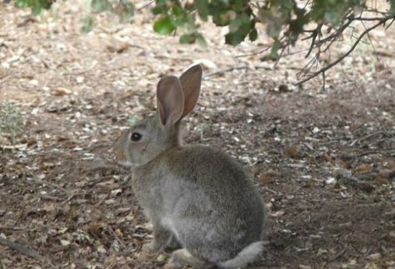 Castilla-La Mancha permite la caza desde este lunes y durante el estado de alarma por la plaga de conejos