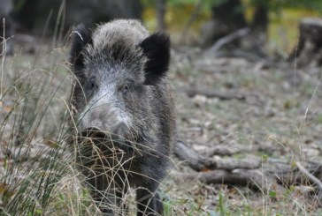 Agricultores reclaman que el control de daños por fauna silvestre sea considerada actividad esencial y estratégica