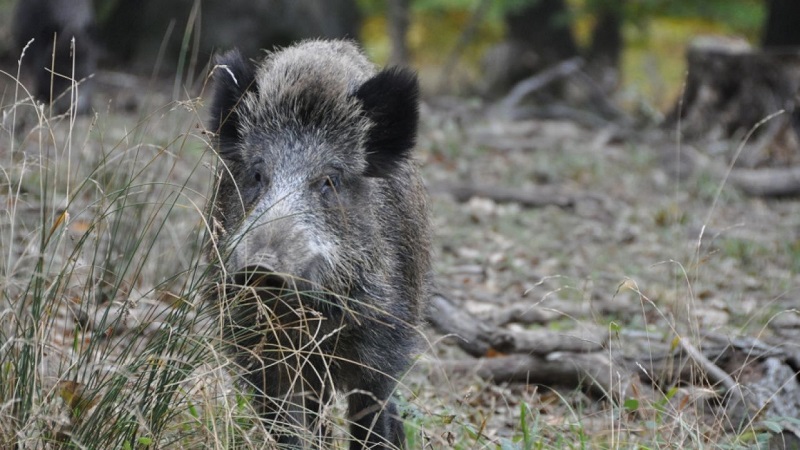 Agricultores reclaman que el control de daños por fauna silvestre sea considerada actividad esencial y estratégica